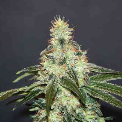 Mataro Blue CBD > Kannabia Seeds | Feminized Marijuana   |  Indica