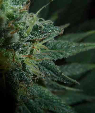 Mataro Blue > Kannabia Seeds | Feminized Marijuana   |  Indica