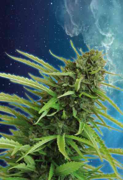 Mataro Blue > Kannabia Seeds | Feminized Marijuana   |  Indica