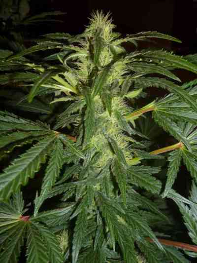 Mataro Blue > Kannabia Seeds | Feminisierte Hanfsamen  |  Indica