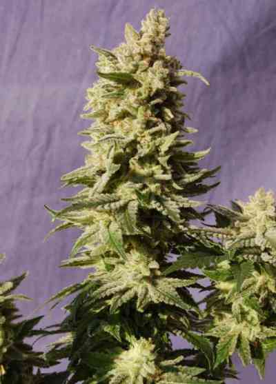 Mataro Blue > Kannabia Seeds | Feminized Marijuana   |  Indica