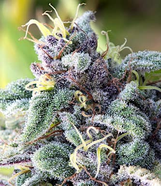 Mataro Blue > Bulldog Seeds | Feminisierte Hanfsamen  |  Indica