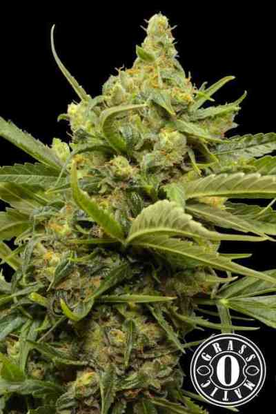 Maxi GOM Samen > Grass-O-Matic | Autoflowering Hanfsamen  |  Hybrid