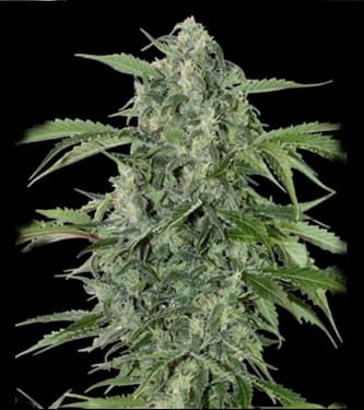MaxiHaze > GrassOmatic | Graines auto  |  Sativa