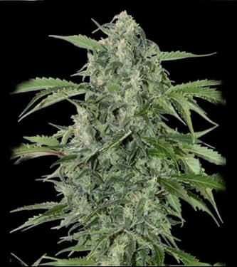 MaxiHaze > GrassOmatic | Semillas autoflorecientes  |  Sativa