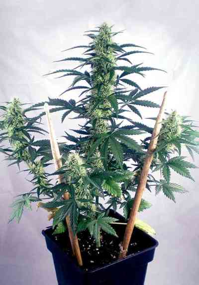 Mayday Express > Positronics | Graines Autofloraison  |  Hybride