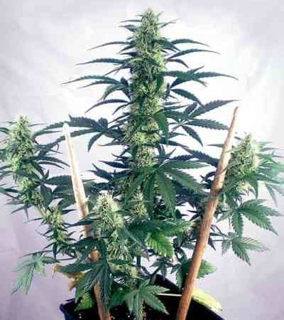 Express Collection > Positronics | Autoflowering Hanfsamen  |  Hybrid