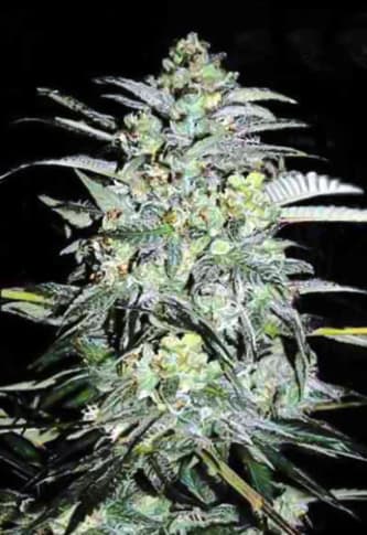 Mazar Extra > Bulk Seed Bank | Feminisierte Hanfsamen  |  Indica