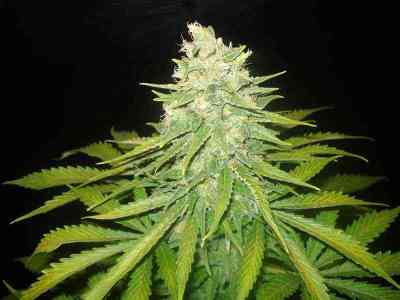 Mazar x Great White Shark > World of Seeds | Feminized Marijuana   |  Indica