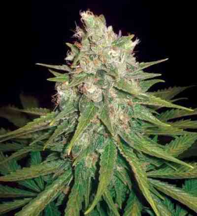 Mazar x Great White Shark > World of Seeds