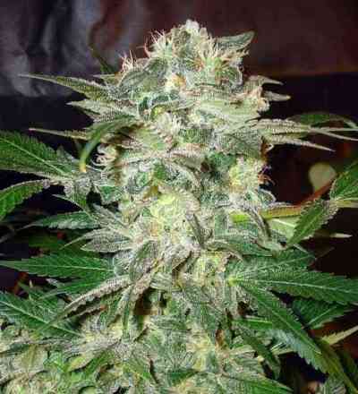 Mazar Kush > World of Seeds | Feminized Marijuana   |  Indica