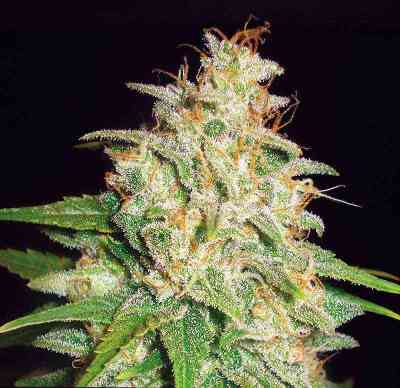 Mazar x White Rhino > World of Seeds | Feminized Marijuana   |  Indica