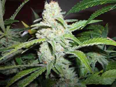 Mazar x White Rhino > World of Seeds | Feminized Marijuana   |  Indica