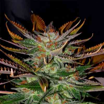 Mc Early > Kannabia Seeds | Regular Marijuana   |  Indica