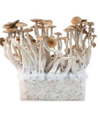 McKennaii > Magic Mushrooms | Magic Mushrooms / Psilocybin mushroom