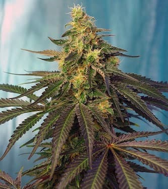 Medical 49 > Vision Seeds | Feminisierte Hanfsamen  |  Indica