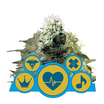 CBD Mix > Royal Queen Seeds | Graines CBD  |  Hybride