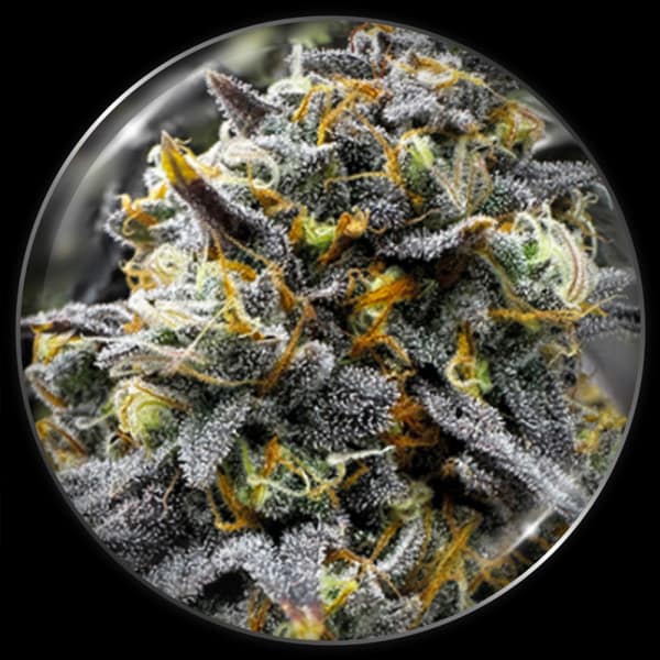 Medical Donuts > Medical Seeds | Feminized Cannabis   |  Hybrid