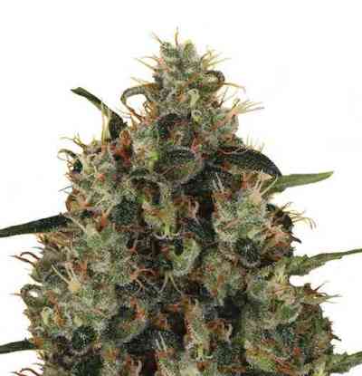 Medical Mass > Royal Queen Seeds | Feminized Marijuana   |  hybrid