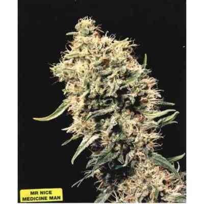 Medicine Man Seed > Mr. Nice | Regular Marijuana   |  Indica