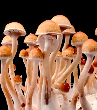 Melmac > Magic Mushrooms