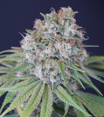 Melon Cheddar > Karma Genetics | Feminized Marijuana   |  hybrid