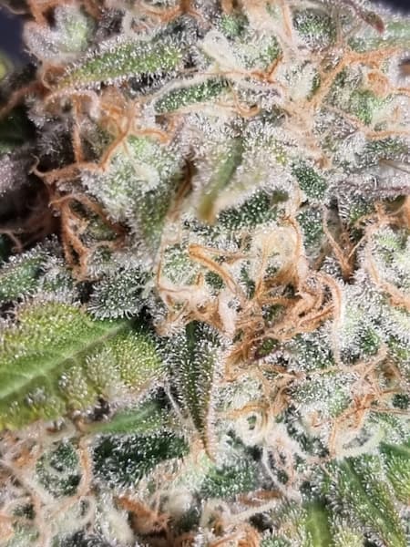 Melon Gum Seed > Pure Instinto | Feminized Cannabis   |  Indica