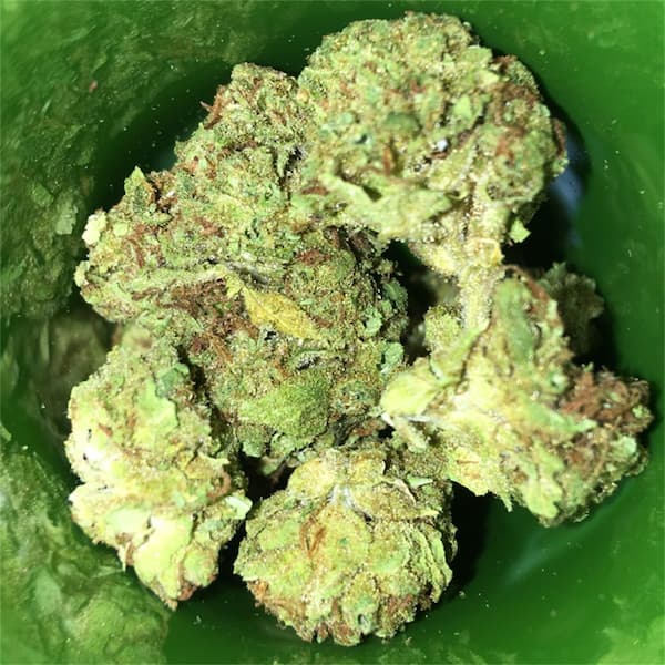 Melon Gum semilla > Vision Seeds | Semillas feminizadas  |  Híbrido