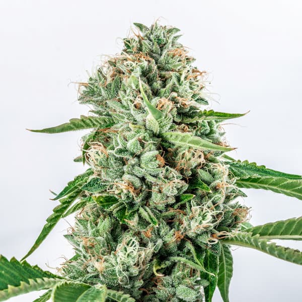 Melon Gum semilla > Vision Seeds | Semillas feminizadas  |  Híbrido