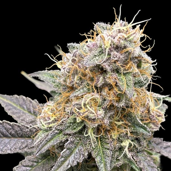 Melon Meltdown Seed > Elev8 Seeds | Feminized Cannabis   |  Hybrid