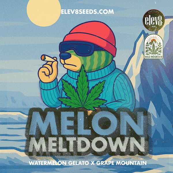 Melon Meltdown Seed > Elev8 Seeds | Feminized Cannabis   |  Hybrid