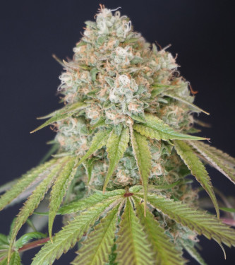 Melo Rado > Karma Genetics | Feminisierte Hanfsamen  |  Hybrid