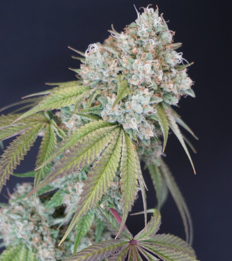 Melo Rado > Karma Genetics | Feminized Marijuana   |  hybrid