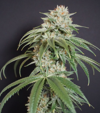 Melo Rado > Karma Genetics | Feminized Marijuana   |  hybrid