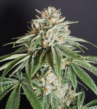 Melo Rado > Karma Genetics | Feminized Marijuana   |  hybrid