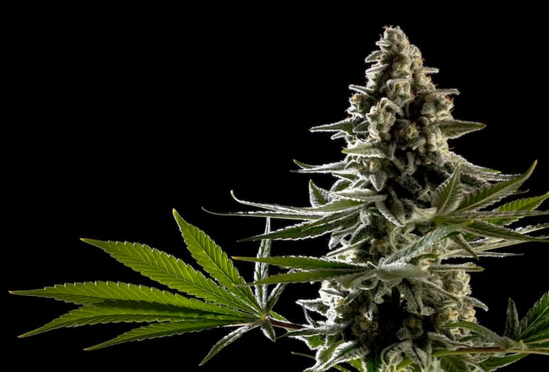 Melonade-K Samen > Kannabia Seeds | Feminisierte Hanfsamen  |  Sativa