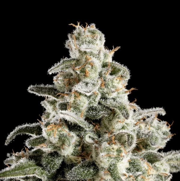 Melonade-K Samen > Kannabia Seeds | Feminisierte Hanfsamen  |  Sativa