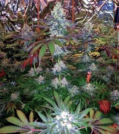 Melonaid Zkittlez > The Plug Seedbank | Feminized Marijuana   |  hybrid