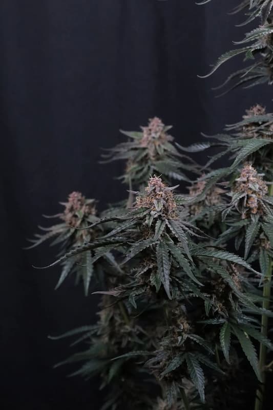 Mendo Cherry Cookies Auto graines > Fast Buds Company | Graines de cannabis autoflo  |  Indica