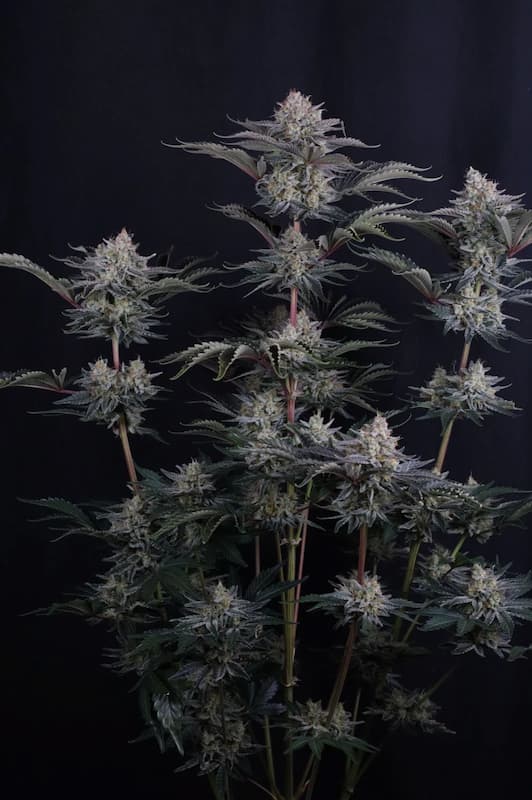 Mendo Frost Auto Seed > Fast Buds Company | Autoflowering Cannabis   |  Hybrid