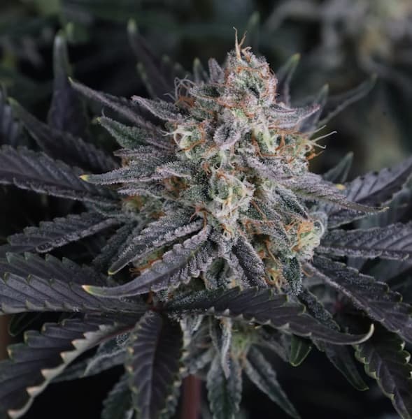 Mendo Frost Auto Seed > Fast Buds Company | Autoflowering Cannabis   |  Hybrid