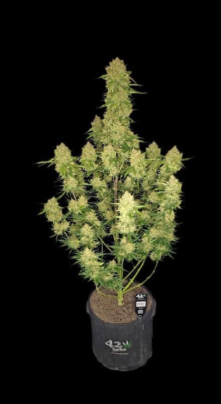 Mendo Guava Auto Seed > Fast Buds Company | Autoflowering Cannabis   |  Hybrid