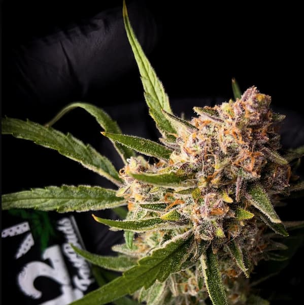 Mendo Guava Auto Seed > Fast Buds Company | Autoflowering Cannabis   |  Hybrid