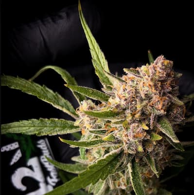 Mendo Guava 4