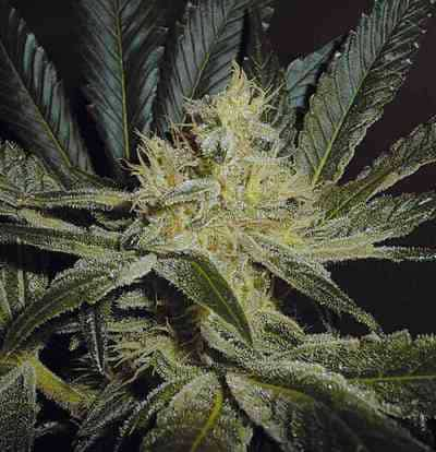 Mendocino Madness > TH Seeds | Graines Normal  |  Hybride