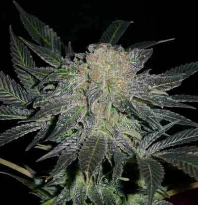 Mendocino Madness > TH Seeds | Regular Marijuana   |  Hybrid