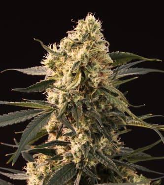 Mendocino Skunk > Paradise Seeds | Semillas feminizadas  |  Híbrido