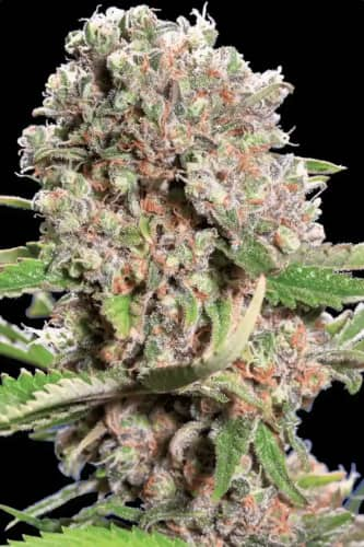 Mendocino Skunk > Paradise Seeds