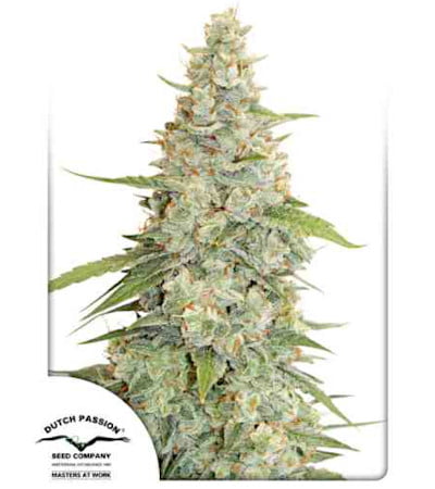 Meringue > Dutch Passion | Feminized Marijuana   |  hybrid