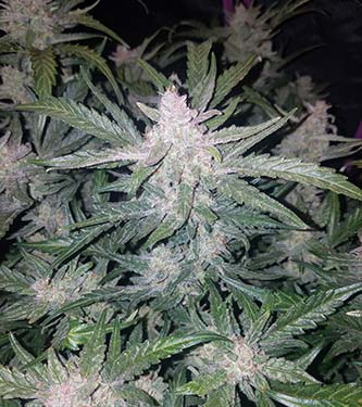 Mexican Airlines > Fast Buds Company | Graines Autofloraison  |  Sativa